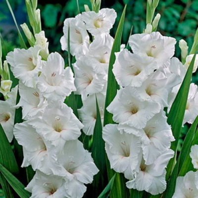 gladiolos para tanatorios Flores para los Tanatorios