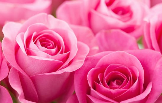 Rosas para los Tanatorios Rosas para funerales
